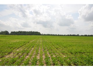 Property photo 97 - SPECTACULAR CROPLAND EASTERN INDIANA AUCTION 1,112 +/- ACRES OFFERED IN 13 TRACTS IN WAYNE AND UNION COUNTIES, INDIANA