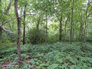 Property photo 1 - LAND AUCTION 102+/- ACRES OFFERED IN 2 TRACTS IN MIAMI COUNTY, IN