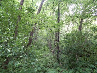 Property photo 8 - LAND AUCTION 102+/- ACRES OFFERED IN 2 TRACTS IN MIAMI COUNTY, IN