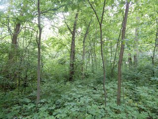 Property photo 7 - LAND AUCTION 102+/- ACRES OFFERED IN 2 TRACTS IN MIAMI COUNTY, IN