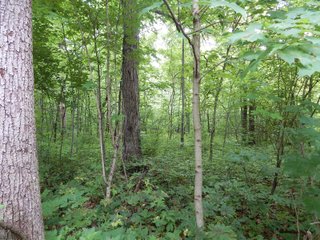 Property photo 6 - LAND AUCTION 102+/- ACRES OFFERED IN 2 TRACTS IN MIAMI COUNTY, IN