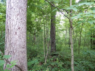 Property photo 5 - LAND AUCTION 102+/- ACRES OFFERED IN 2 TRACTS IN MIAMI COUNTY, IN