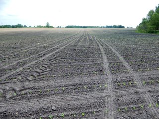 Property photo 3 - LAND AUCTION 102+/- ACRES OFFERED IN 2 TRACTS IN MIAMI COUNTY, IN