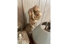 Property photo 62 - TIMED ONLINE ONLY PERSONAL PROPERTY AUCTION IN ALLEN COUNTY, INDIANA