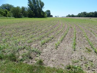 Property photo 16 - REAL ESTATE AUCTION 54+/- ACRES OFFERED IN 4 TRACTS IN ALLEN COUNTY, IN