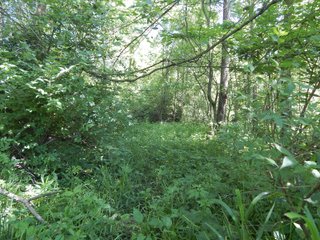 Property photo 20 - REAL ESTATE AUCTION 54+/- ACRES OFFERED IN 4 TRACTS IN ALLEN COUNTY, IN