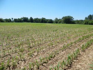 Property photo 22 - REAL ESTATE AUCTION 54+/- ACRES OFFERED IN 4 TRACTS IN ALLEN COUNTY, IN