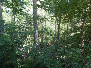 Property photo 23 - REAL ESTATE AUCTION 54+/- ACRES OFFERED IN 4 TRACTS IN ALLEN COUNTY, IN