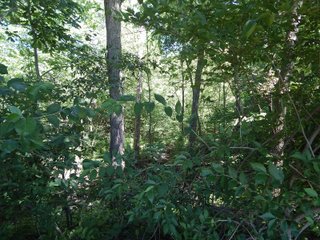 Property photo 15 - REAL ESTATE AUCTION 54+/- ACRES OFFERED IN 4 TRACTS IN ALLEN COUNTY, IN