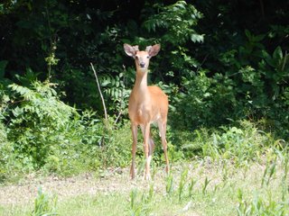 Property photo 26 - REAL ESTATE AUCTION 54+/- ACRES OFFERED IN 4 TRACTS IN ALLEN COUNTY, IN