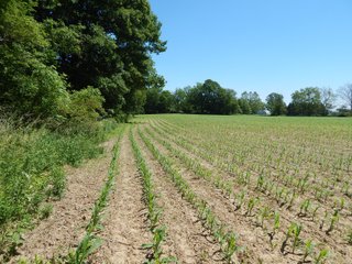 Property photo 27 - REAL ESTATE AUCTION 54+/- ACRES OFFERED IN 4 TRACTS IN ALLEN COUNTY, IN