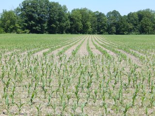 Property photo 1 - REAL ESTATE AUCTION 54+/- ACRES OFFERED IN 4 TRACTS IN ALLEN COUNTY, IN