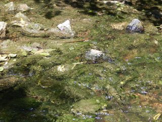 Property photo 30 - REAL ESTATE AUCTION 54+/- ACRES OFFERED IN 4 TRACTS IN ALLEN COUNTY, IN