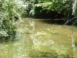 Property photo 31 - REAL ESTATE AUCTION 54+/- ACRES OFFERED IN 4 TRACTS IN ALLEN COUNTY, IN