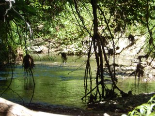 Property photo 10 - REAL ESTATE AUCTION 54+/- ACRES OFFERED IN 4 TRACTS IN ALLEN COUNTY, IN
