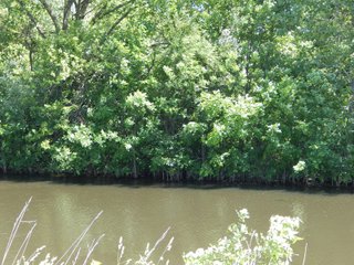 Property photo 11 - REAL ESTATE AUCTION 54+/- ACRES OFFERED IN 4 TRACTS IN ALLEN COUNTY, IN