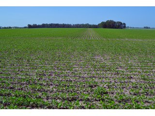 Property photo 34 - PREMIER LAND AUCTION - 277+/- ACRES OFFERED IN 6 TRACTS OR COMBINATIONS IN RUSH COUNTY, RUSHVILLE, IN