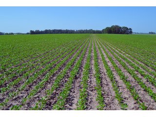 Property photo 45 - PREMIER LAND AUCTION - 277+/- ACRES OFFERED IN 6 TRACTS OR COMBINATIONS IN RUSH COUNTY, RUSHVILLE, IN