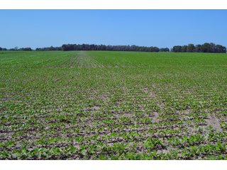 Property photo 44 - PREMIER LAND AUCTION - 277+/- ACRES OFFERED IN 6 TRACTS OR COMBINATIONS IN RUSH COUNTY, RUSHVILLE, IN