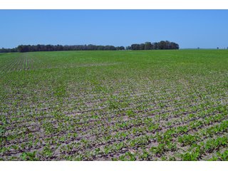 Property photo 43 - PREMIER LAND AUCTION - 277+/- ACRES OFFERED IN 6 TRACTS OR COMBINATIONS IN RUSH COUNTY, RUSHVILLE, IN