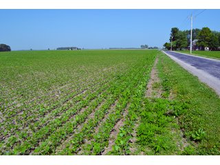 Property photo 42 - PREMIER LAND AUCTION - 277+/- ACRES OFFERED IN 6 TRACTS OR COMBINATIONS IN RUSH COUNTY, RUSHVILLE, IN