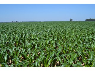 Property photo 40 - PREMIER LAND AUCTION - 277+/- ACRES OFFERED IN 6 TRACTS OR COMBINATIONS IN RUSH COUNTY, RUSHVILLE, IN