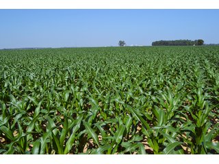Property photo 39 - PREMIER LAND AUCTION - 277+/- ACRES OFFERED IN 6 TRACTS OR COMBINATIONS IN RUSH COUNTY, RUSHVILLE, IN