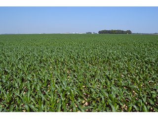 Property photo 38 - PREMIER LAND AUCTION - 277+/- ACRES OFFERED IN 6 TRACTS OR COMBINATIONS IN RUSH COUNTY, RUSHVILLE, IN