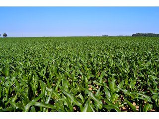 Property photo 37 - PREMIER LAND AUCTION - 277+/- ACRES OFFERED IN 6 TRACTS OR COMBINATIONS IN RUSH COUNTY, RUSHVILLE, IN