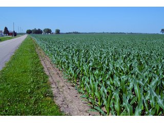 Property photo 36 - PREMIER LAND AUCTION - 277+/- ACRES OFFERED IN 6 TRACTS OR COMBINATIONS IN RUSH COUNTY, RUSHVILLE, IN