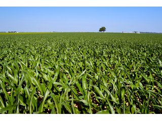 Property photo 35 - PREMIER LAND AUCTION - 277+/- ACRES OFFERED IN 6 TRACTS OR COMBINATIONS IN RUSH COUNTY, RUSHVILLE, IN