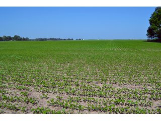 Property photo 25 - PREMIER LAND AUCTION - 277+/- ACRES OFFERED IN 6 TRACTS OR COMBINATIONS IN RUSH COUNTY, RUSHVILLE, IN