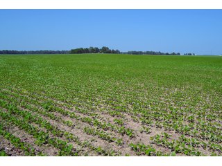 Property photo 33 - PREMIER LAND AUCTION - 277+/- ACRES OFFERED IN 6 TRACTS OR COMBINATIONS IN RUSH COUNTY, RUSHVILLE, IN