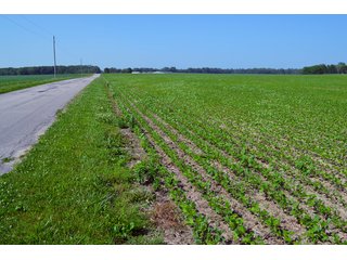 Property photo 31 - PREMIER LAND AUCTION - 277+/- ACRES OFFERED IN 6 TRACTS OR COMBINATIONS IN RUSH COUNTY, RUSHVILLE, IN