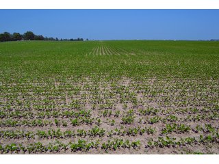 Property photo 30 - PREMIER LAND AUCTION - 277+/- ACRES OFFERED IN 6 TRACTS OR COMBINATIONS IN RUSH COUNTY, RUSHVILLE, IN