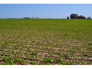 Property photo 28 - PREMIER LAND AUCTION - 277+/- ACRES OFFERED IN 6 TRACTS OR COMBINATIONS IN RUSH COUNTY, RUSHVILLE, IN