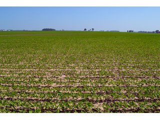 Property photo 27 - PREMIER LAND AUCTION - 277+/- ACRES OFFERED IN 6 TRACTS OR COMBINATIONS IN RUSH COUNTY, RUSHVILLE, IN