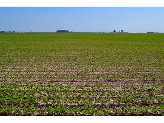 Property photo 26 - PREMIER LAND AUCTION - 277+/- ACRES OFFERED IN 6 TRACTS OR COMBINATIONS IN RUSH COUNTY, RUSHVILLE, IN