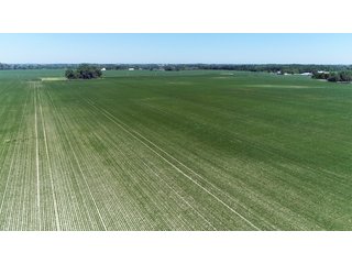 Property photo 19 - PREMIER LAND AUCTION - 277+/- ACRES OFFERED IN 6 TRACTS OR COMBINATIONS IN RUSH COUNTY, RUSHVILLE, IN