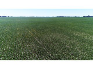 Property photo 22 - PREMIER LAND AUCTION - 277+/- ACRES OFFERED IN 6 TRACTS OR COMBINATIONS IN RUSH COUNTY, RUSHVILLE, IN