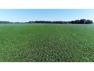 Property photo 6 - PREMIER LAND AUCTION - 277+/- ACRES OFFERED IN 6 TRACTS OR COMBINATIONS IN RUSH COUNTY, RUSHVILLE, IN