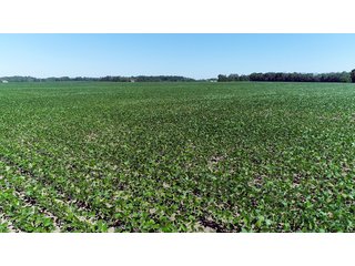 Property photo 10 - PREMIER LAND AUCTION - 277+/- ACRES OFFERED IN 6 TRACTS OR COMBINATIONS IN RUSH COUNTY, RUSHVILLE, IN