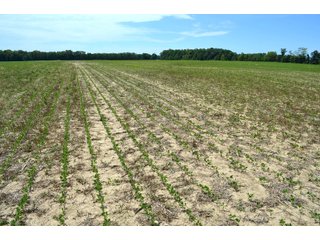 Property photo 41 - FARMLAND AUCTION 175+/- ACRES OFFERED IN 6 TRACTS IN DEFIANCE COUNTY, OH