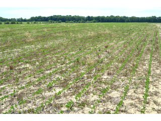 Property photo 42 - FARMLAND AUCTION 175+/- ACRES OFFERED IN 6 TRACTS IN DEFIANCE COUNTY, OH