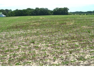 Property photo 43 - FARMLAND AUCTION 175+/- ACRES OFFERED IN 6 TRACTS IN DEFIANCE COUNTY, OH