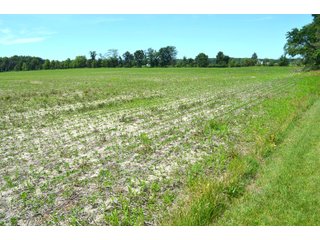 Property photo 45 - FARMLAND AUCTION 175+/- ACRES OFFERED IN 6 TRACTS IN DEFIANCE COUNTY, OH