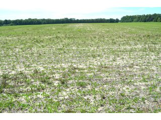 Property photo 46 - FARMLAND AUCTION 175+/- ACRES OFFERED IN 6 TRACTS IN DEFIANCE COUNTY, OH