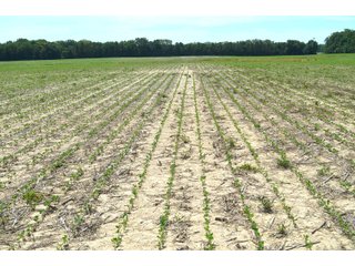 Property photo 47 - FARMLAND AUCTION 175+/- ACRES OFFERED IN 6 TRACTS IN DEFIANCE COUNTY, OH