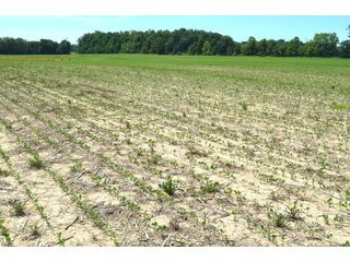 Property photo 48 - FARMLAND AUCTION 175+/- ACRES OFFERED IN 6 TRACTS IN DEFIANCE COUNTY, OH