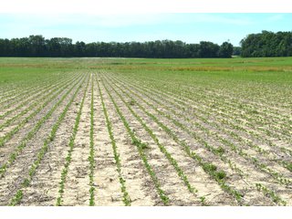 Property photo 49 - FARMLAND AUCTION 175+/- ACRES OFFERED IN 6 TRACTS IN DEFIANCE COUNTY, OH